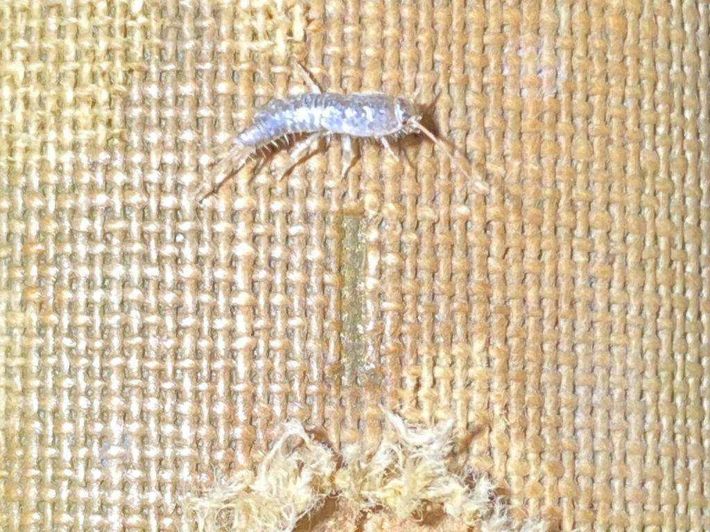 Silverfish With Pest Control | Bug Off Pest Port Charlotte
