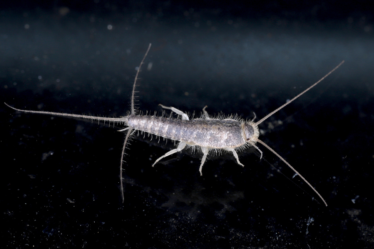 Silverfish Control