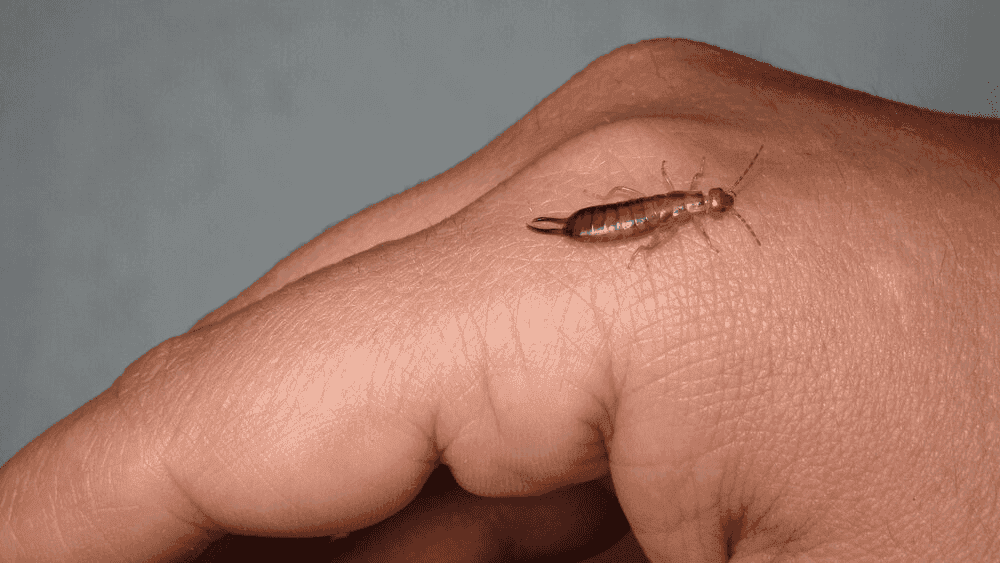 Earwigs | Bug Off Pest Port Charlotte
