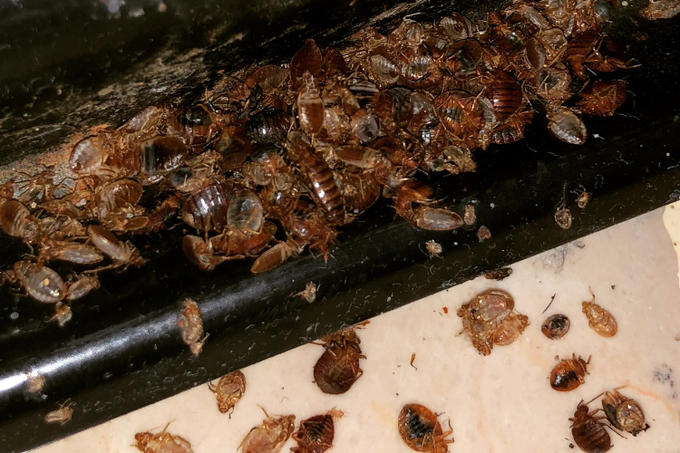 Rid of Bed Bugs