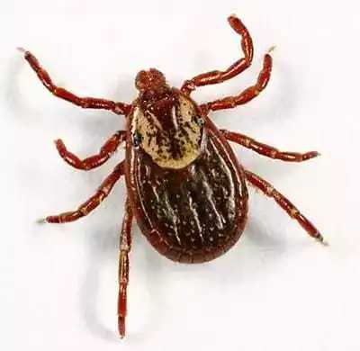 Ticks | Bug Off Pest Control Port Charlotte