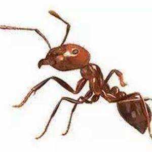 Ghost Ants | Bug Off Pest Control Port Charlotte