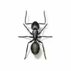 Acrobat Ants | Bug Off Pest Control Port Charlotte
