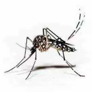 Mosquito | Bug Off Pest Control Port Charlotte