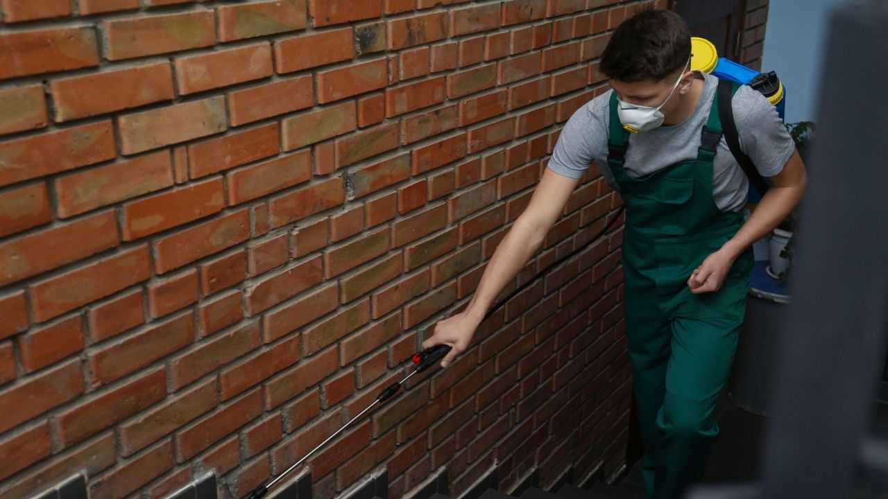 7 Benefits of Commercial Pest Control for Your Company in Port