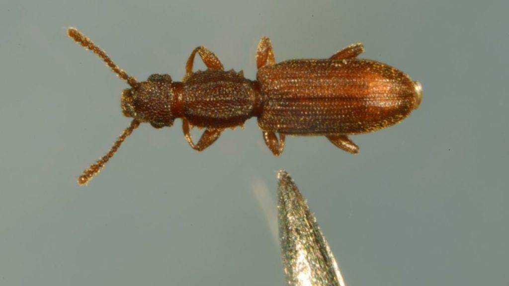 Sawtooth beetles | Bug Off Pes Pest Control Services