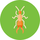 Earwigs | Bug Off Pest Control Port Charlotte