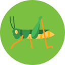 Lubber grasshopper | Bug Off Pest Control Port Charlotte