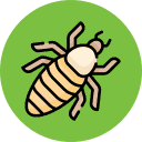 Lice | Bug Off Pest Control Port Charlotte