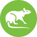 House mouse | Bug Off Pes Pest Control Services