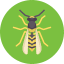 Paper Wasps | Bug Off Pest Control Port Charlotte