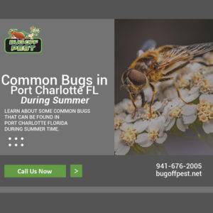 Common Bugs in Port Charlotte FL During Summer