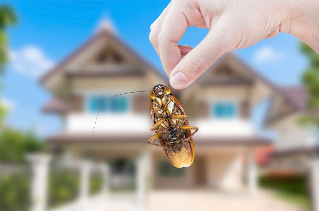 Pest Control in Charlotte County