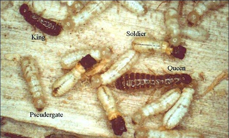 West Indian Termite