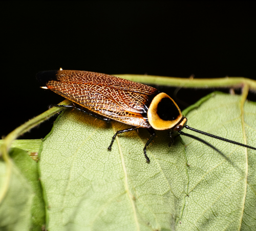 Australian Cockroach​