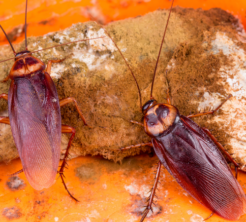 Brown Cockroaches​