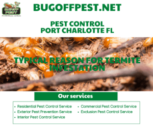 Port charlotte Termite