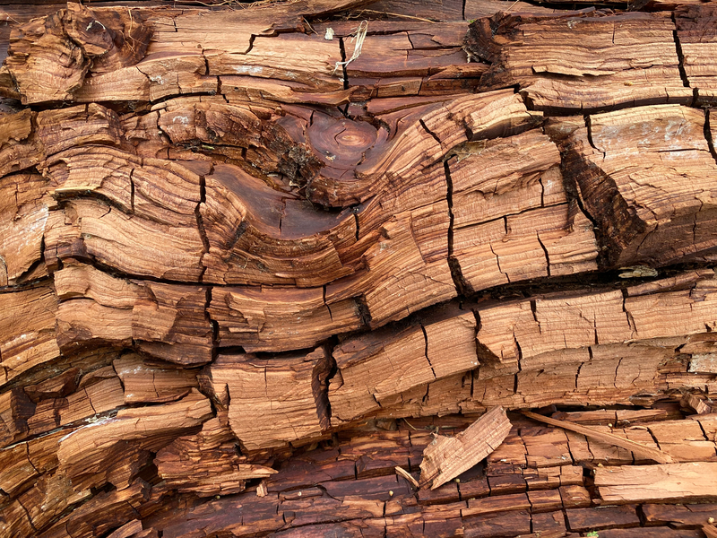Wood Destroying Fungi