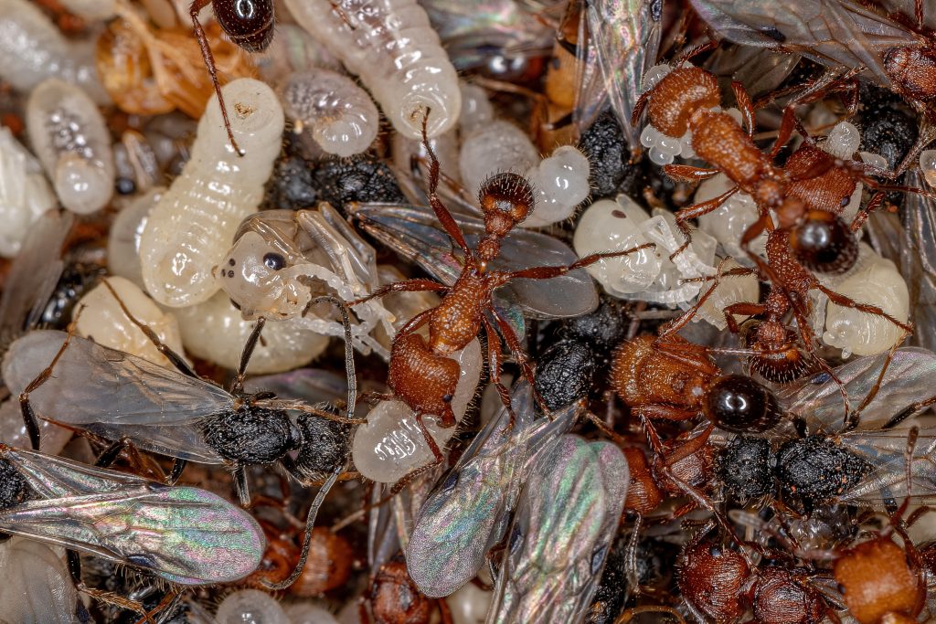 Ants - Pest Control Port Charlotte FL