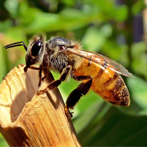 Honey Bee Removal