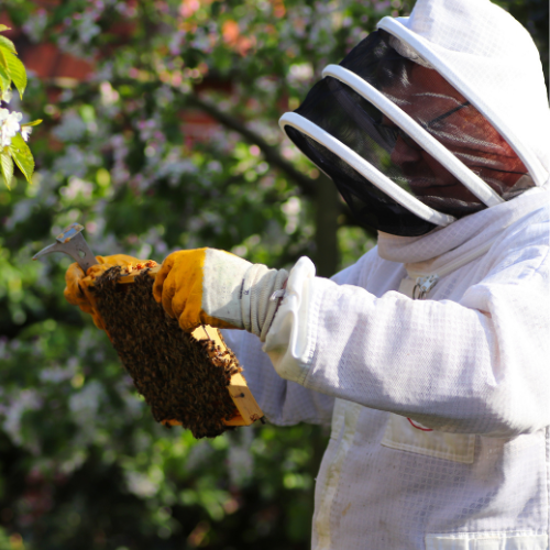 Honey Bee Removal in Port Charlotte Florida