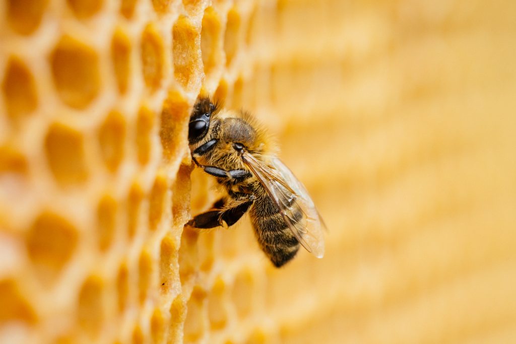 Honey Bee Removal Services in Port Charlotte Florida