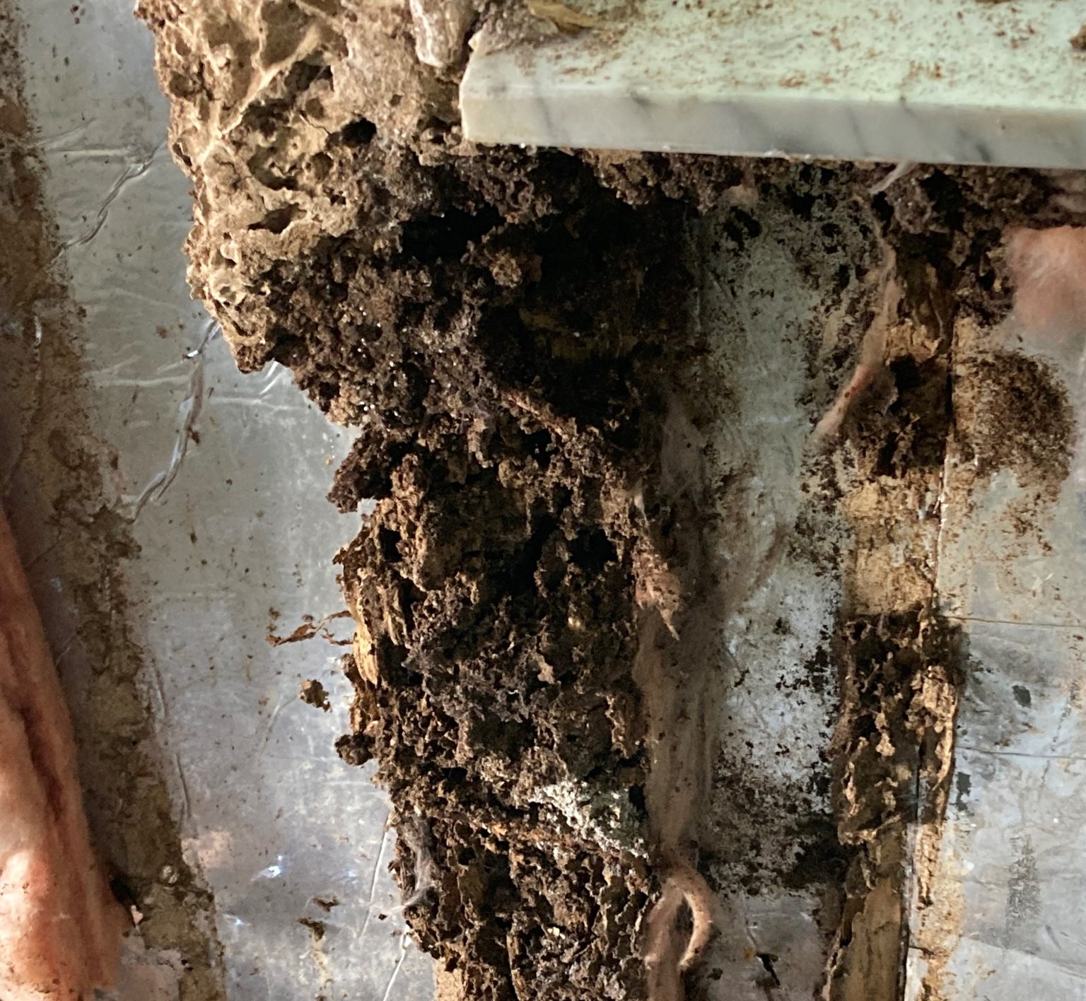 How to Prevent Termite Damage in Your Home - Bug Off Pest
