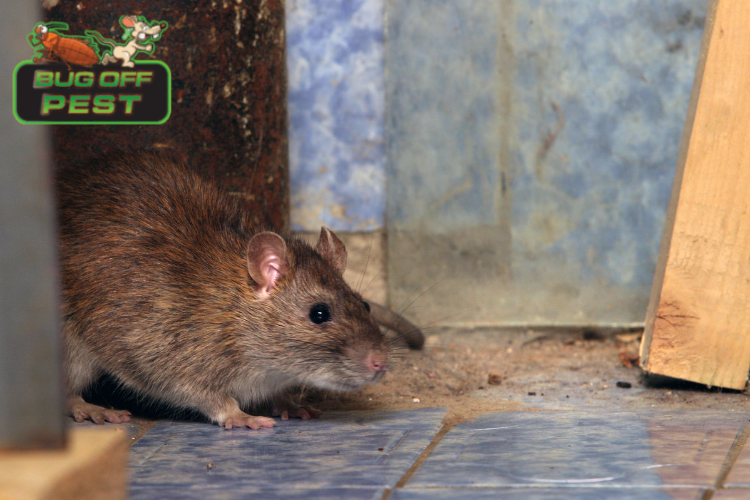 Pest Control Solutions