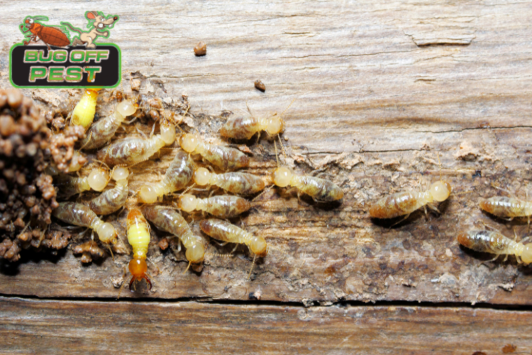 Termite Control Strategies