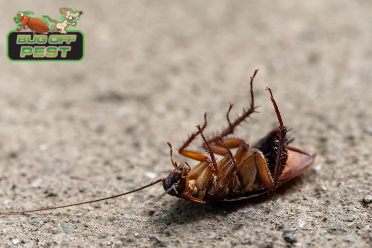 pest control in punta gorda