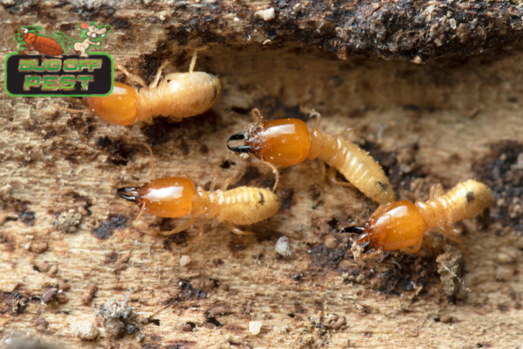 Termite Control