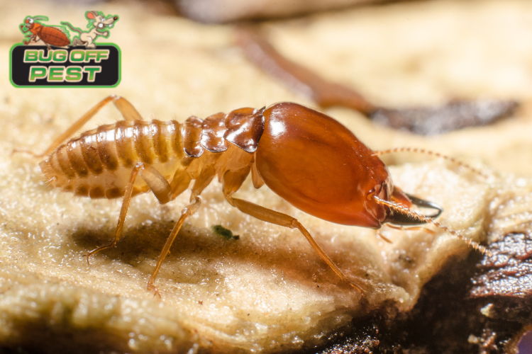 Termite Treatment in Charlotte County