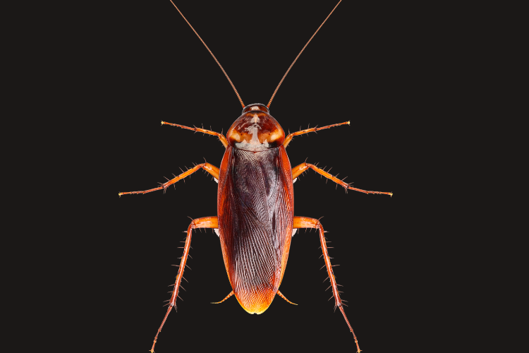 Cockroach Control