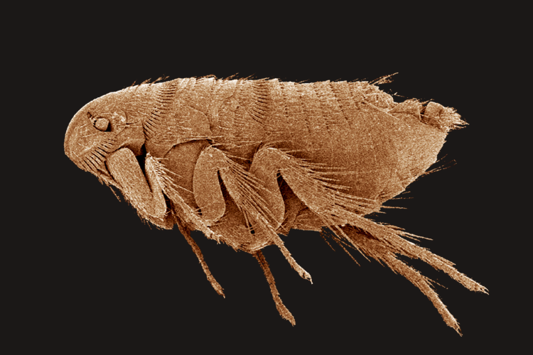 Flea Control