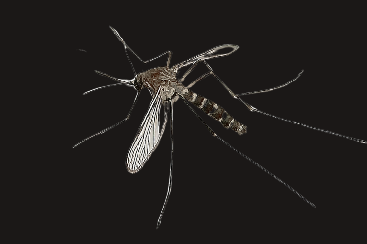 Mosquito Control
