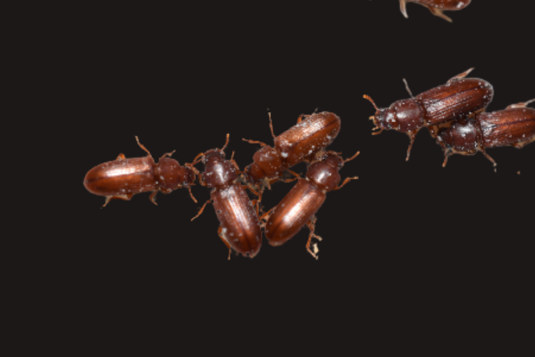 Pantry Pest Control