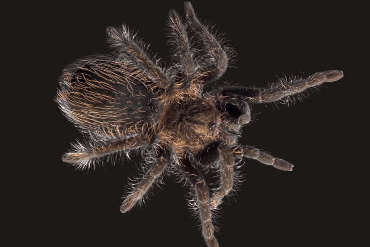 Spider Control in Port Charlotte