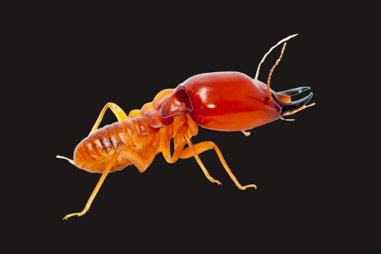 Termite Control