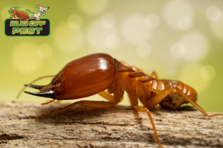 Termite Pretreatment for New Construction