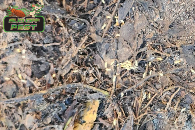 silent destroyers in port charlotte