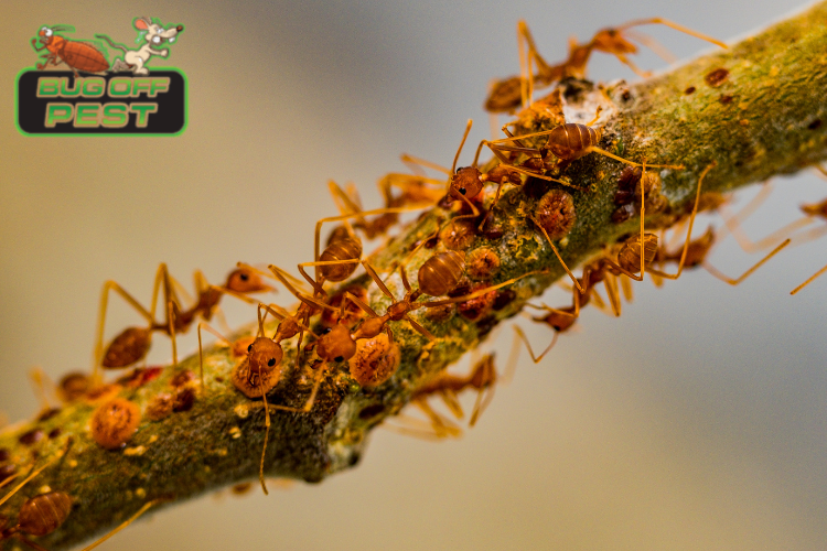 Babcock Ranch Pest Control