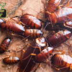 Effective Cockroach Control