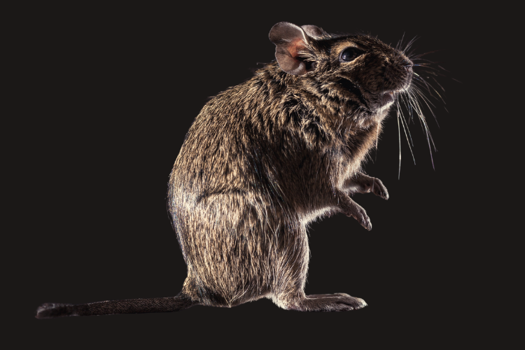 Pest Control in Cleveland