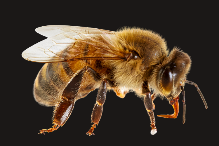 Pest Control in Arcadia, FL