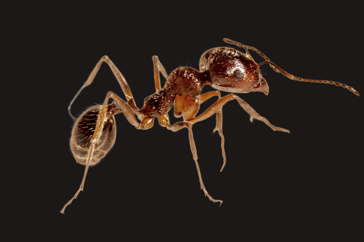 pest control in desoto county
