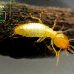 Termite Treatment