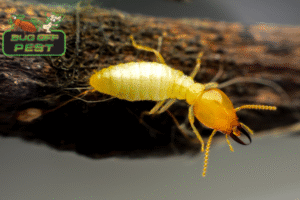 Termite Treatment