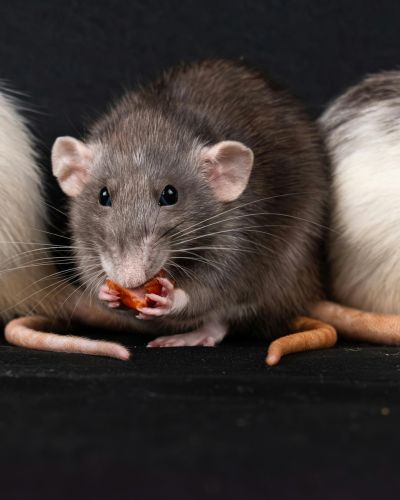 Rodents Control