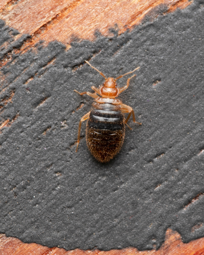 Bed Bug Control in Port Charlotte