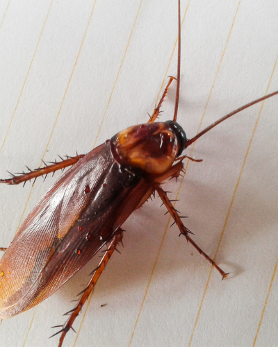 Cockroach Control in Port Charlotte
